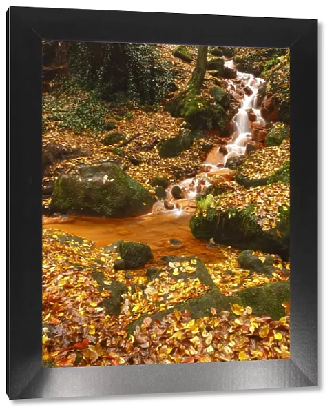 Sucha Kamenice  /  Creek in forest covered in fallen leaves, Hrensko, Ceske Svycarsko