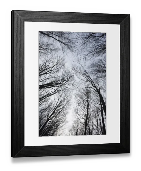 Framed Print : Trees in wood on Stribrne Steny (459m) Hrensko, Ceske Svycarsko / Bohemian Switzerland Framed Print : Trees in wood on Stribrne Steny (459m) Hrensko, Ceske Svycarsko / Bohemian Switzerland