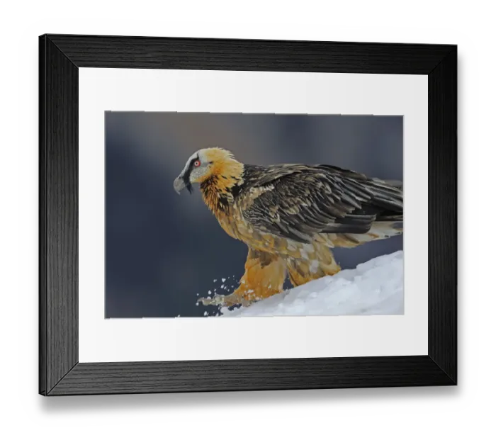 Framed Print : Lammergeier (Gypaetus barbatus) walking over snow, Cebollar, Torla, Aragon, Spain
