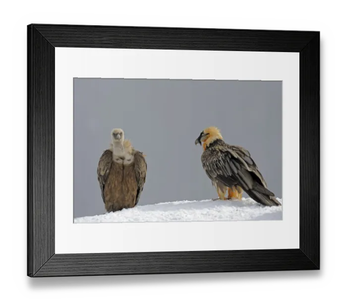 Framed Print : Lammergeier (Gypaetus barbatus) and Griffon vulture (Gyps fulvus) at feeding site Framed Print : Lammergeier (Gypaetus barbatus) and Griffon vulture (Gyps fulvus) at feeding site