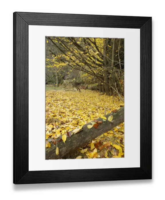 Framed Print : Fallen leaves in wood, Brtnicky, Ceske Svycarsko / Bohemian Switzerland National Park Framed Print : Fallen leaves in wood, Brtnicky, Ceske Svycarsko / Bohemian Switzerland National Park