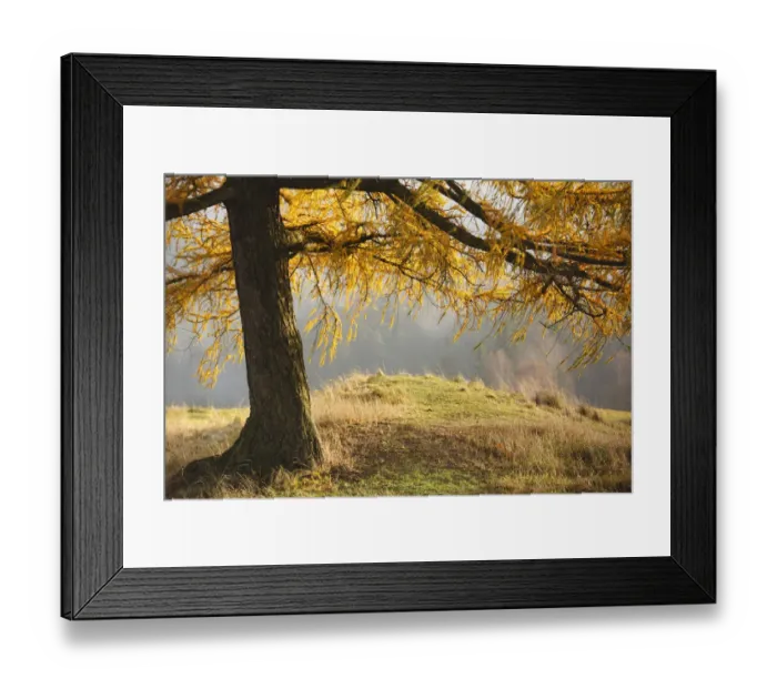 Framed Print : Larch tree, Rynartice, Ceske Svycarsko / Bohemian Switzerland National Park, Czech Republic Framed Print : Larch tree, Rynartice, Ceske Svycarsko / Bohemian Switzerland National Park, Czech Republic
