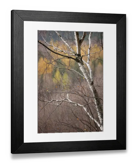 Framed Print : Bare tree in autumn viewed from Stribrne Steny (459m) Hrensko, Ceske Svycarsko / Framed Print : Bare tree in autumn viewed from Stribrne Steny (459m) Hrensko, Ceske Svycarsko /