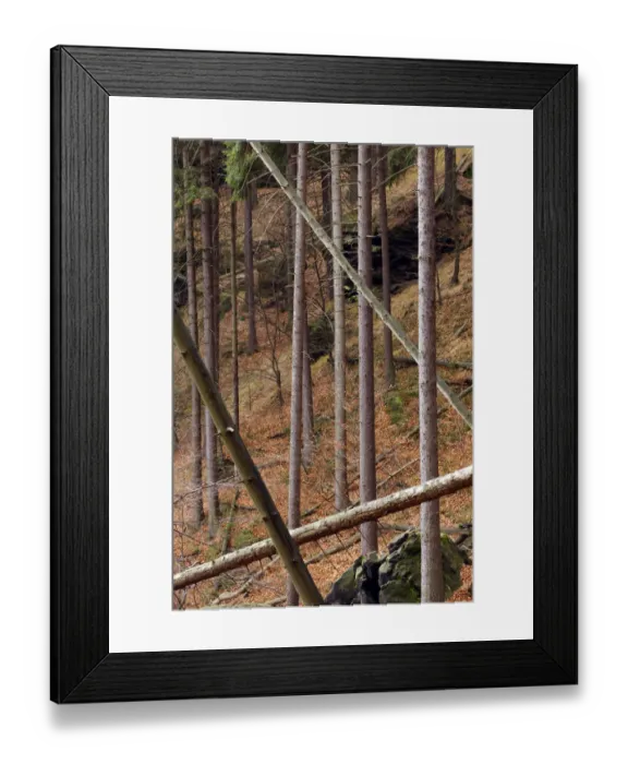 Framed Print : Growing and fallen trees in wood on Stribrne Steny (459m) Hrensko, Ceske Svycarsko Framed Print : Growing and fallen trees in wood on Stribrne Steny (459m) Hrensko, Ceske Svycarsko