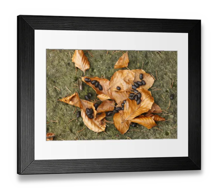Framed Print : Fallen leaves, pine needles animal fecal pellets in woodland on Stribrne Steny (459m) Hrensko Framed Print : Fallen leaves, pine needles animal fecal pellets in woodland on Stribrne Steny (459m) Hrensko