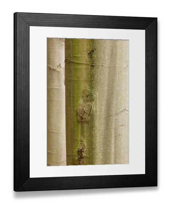 Framed Print : Close up of tree trunks on Stribrne Steny (459m) Hrensko, Ceske Svycarsko / Bohemian Framed Print : Close up of tree trunks on Stribrne Steny (459m) Hrensko, Ceske Svycarsko / Bohemian