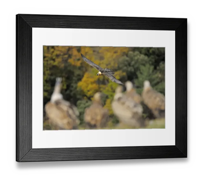Framed Print : Lammergeier (Gypaetus barbatus) flying over Griffon vultures (Gyps fulvus) on the ground Framed Print : Lammergeier (Gypaetus barbatus) flying over Griffon vultures (Gyps fulvus) on the ground