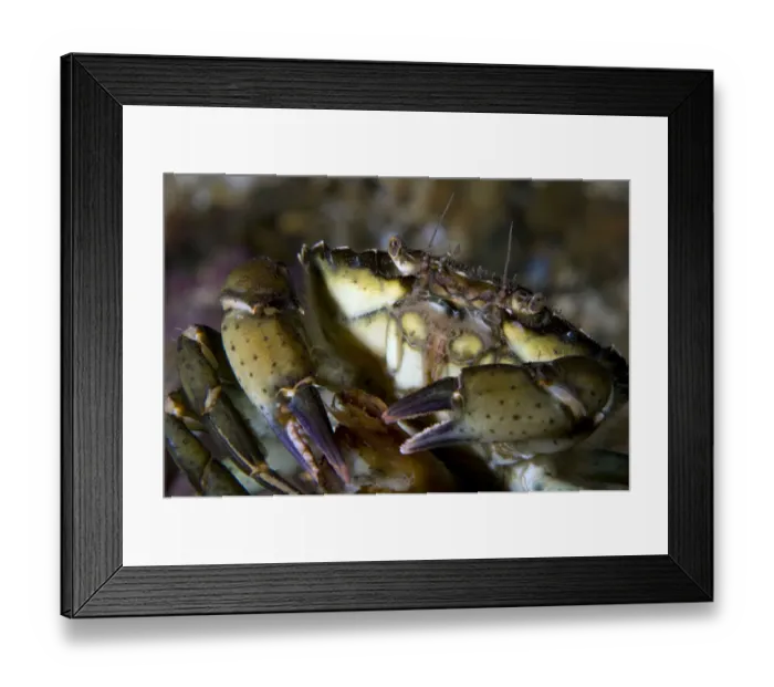 Framed Print : Close-up of Common shore crab (Carcinus maenas) Lofoten, Norway, November 2008 Framed Print : Close-up of Common shore crab (Carcinus maenas) Lofoten, Norway, November 2008