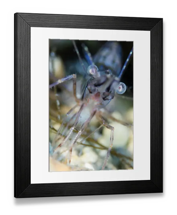 Framed Print : Montague / Pink shrimp (Pandalus montagui) close-up, Lofoten, Norway, November 2008 Framed Print : Montague / Pink shrimp (Pandalus montagui) close-up, Lofoten, Norway, November 2008