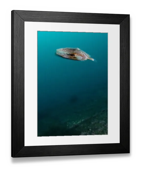 Framed Print : Queen scallop (Chlamys / Aequipecten opercularis) swimming, Lofoten, Norway, November Framed Print : Queen scallop (Chlamys / Aequipecten opercularis) swimming, Lofoten, Norway, November