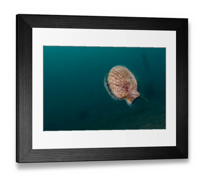 Framed Print : Queen scallop (Chlamys / Aequipecten opercularis) swimming, Lofoten, Norway, November Framed Print : Queen scallop (Chlamys / Aequipecten opercularis) swimming, Lofoten, Norway, November