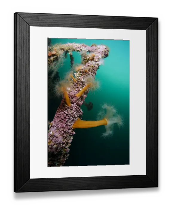 Framed Print : Plumose sea anemones (Metridium senile) on a ship wreck, Lofoten, Norway, November 2008 Framed Print : Plumose sea anemones (Metridium senile) on a ship wreck, Lofoten, Norway, November 2008