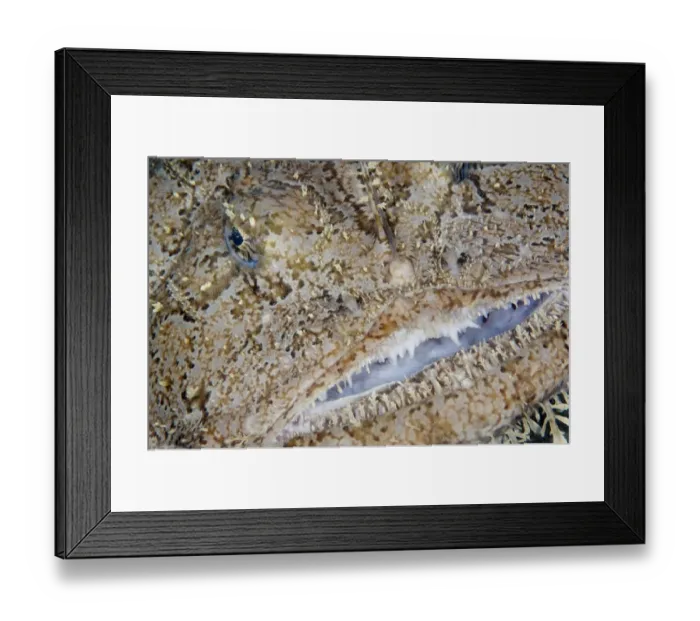 Framed Print : Monkfish / Allmouth (Lophius piscotorius) close-up of face, Lofoten, Norway, November Framed Print : Monkfish / Allmouth (Lophius piscotorius) close-up of face, Lofoten, Norway, November