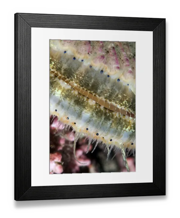 Framed Print : Queen scallop (Chlamys / Aequipecten opercularis) close-up showing eyes in a row Framed Print : Queen scallop (Chlamys / Aequipecten opercularis) close-up showing eyes in a row