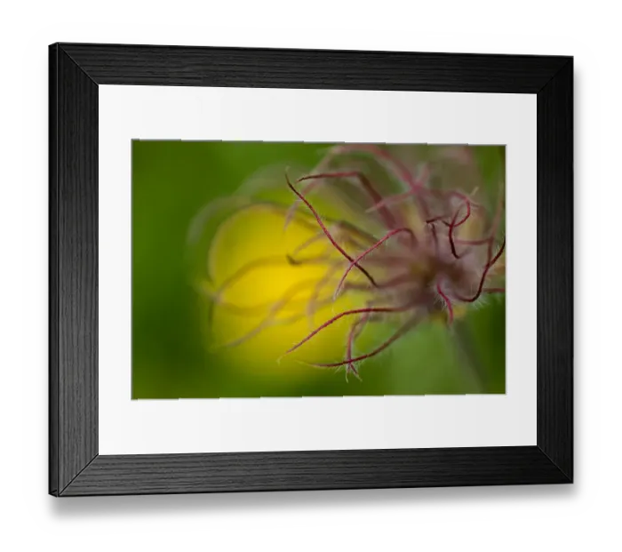 Framed Print : Pasque flower (Pulsatilla sp) seedhead, Liechtenstein, June 2009 Framed Print : Pasque flower (Pulsatilla sp) seedhead, Liechtenstein, June 2009