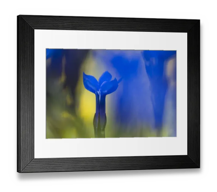Framed Print : Gentiana orbicularis flowers, Liechtenstein, June 2009 Framed Print : Gentiana orbicularis flowers, Liechtenstein, June 2009