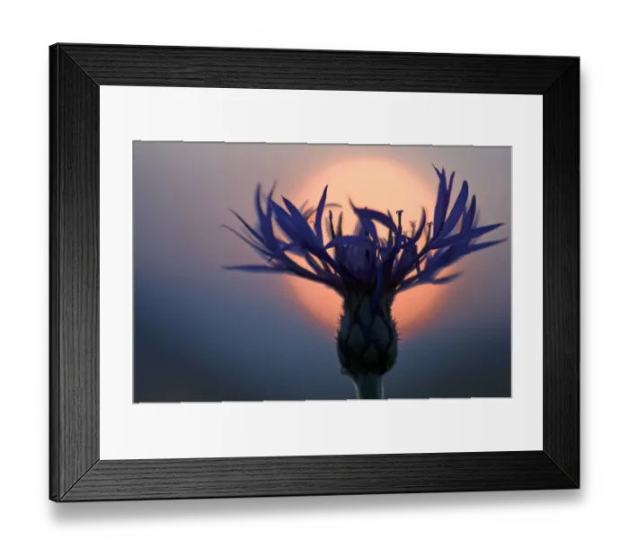 Framed Print : Mountain cornflower (Centaurea montana) with the sun behind it, Liechtenstein, July 2009 Framed Print : Mountain cornflower (Centaurea montana) with the sun behind it, Liechtenstein, July 2009