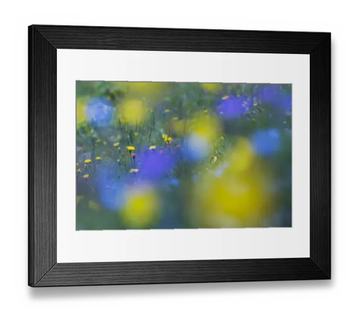 Framed Print : Hawks beard (Crepis aurea) and (Crepis bocconei) in flower, Liechtenstein, June 2009 Framed Print : Hawks beard (Crepis aurea) and (Crepis bocconei) in flower, Liechtenstein, June 2009