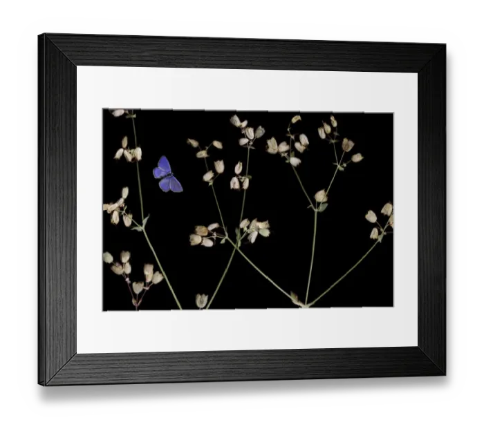 Framed Print : Bladder campion (Silene vulgaris) with seed heads, and an Eschers blue butterfly Framed Print : Bladder campion (Silene vulgaris) with seed heads, and an Eschers blue butterfly