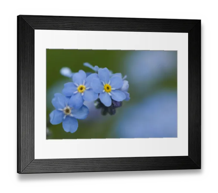 Framed Print : Alpine forget-me-not (Myosotis asiatica) in flower, Liechtenstein, June 2009