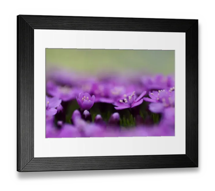 Framed Print : Moss campion (Silene acaulis) flowers, Liechtenstein, June 2009 Framed Print : Moss campion (Silene acaulis) flowers, Liechtenstein, June 2009