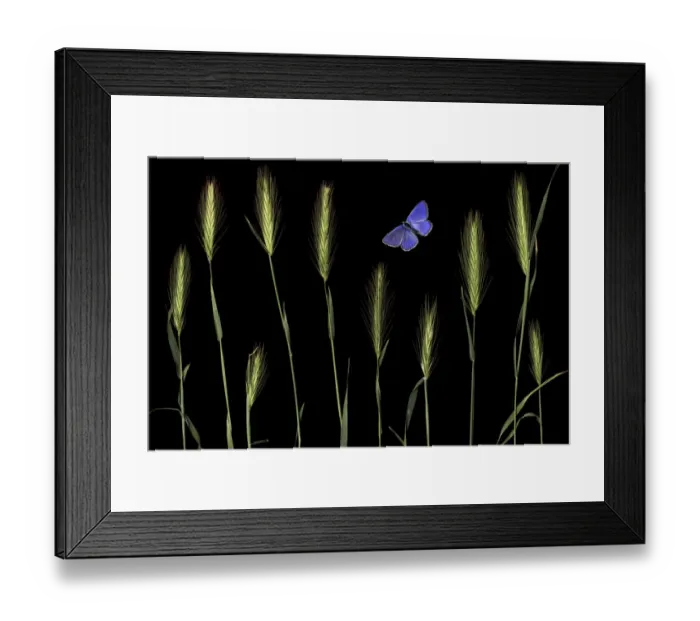 Framed Print : Wall barley (Hordeum murinum) and an Eschers blue butterfly (Polyommatus escheri) Framed Print : Wall barley (Hordeum murinum) and an Eschers blue butterfly (Polyommatus escheri)