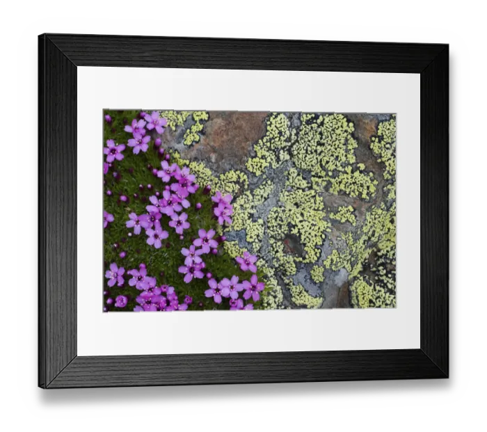 Framed Print : Moss campion (Silene acaulis) in flower growing on rock, Liechtenstein, June 2009 Framed Print : Moss campion (Silene acaulis) in flower growing on rock, Liechtenstein, June 2009