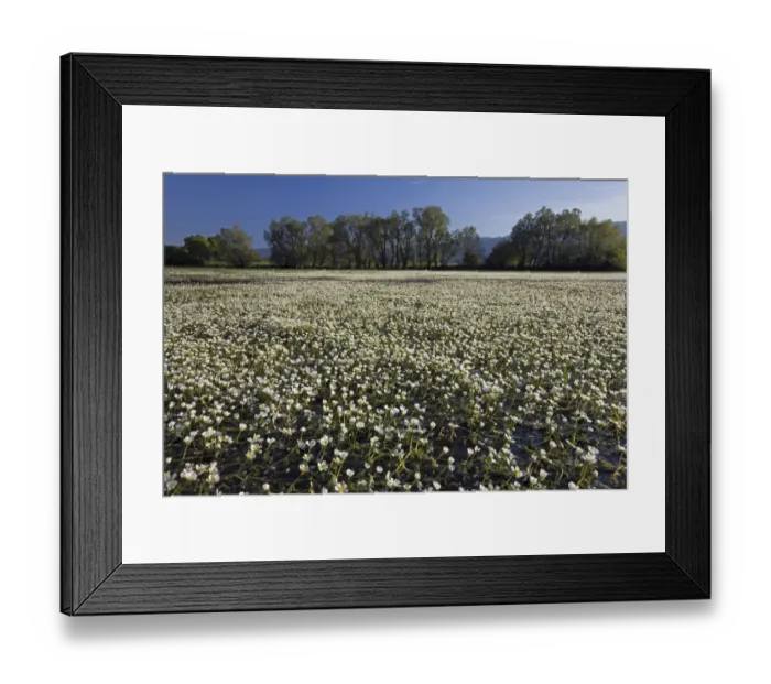 Framed Print : Flowering Thread-leaved water-crowfoot (Ranunculus trichophyllus) plants in the middle Framed Print : Flowering Thread-leaved water-crowfoot (Ranunculus trichophyllus) plants in the middle