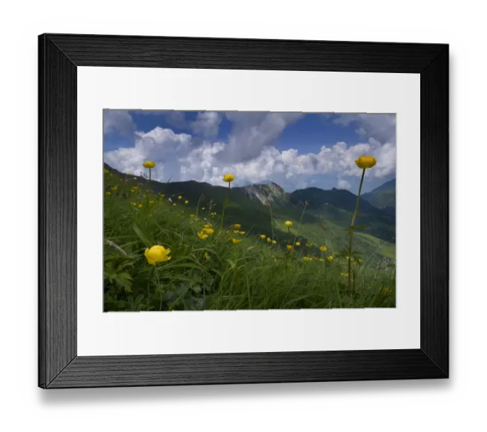 Framed Print : Globeflowers (Trollius europaeus) flowering, Liechtenstein, June 2009 Framed Print : Globeflowers (Trollius europaeus) flowering, Liechtenstein, June 2009