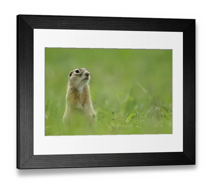 Framed Print : Spotted souslik (Spermophilus suslicus) sitting, Werbkowice, Zamosc, Poland, May 2009