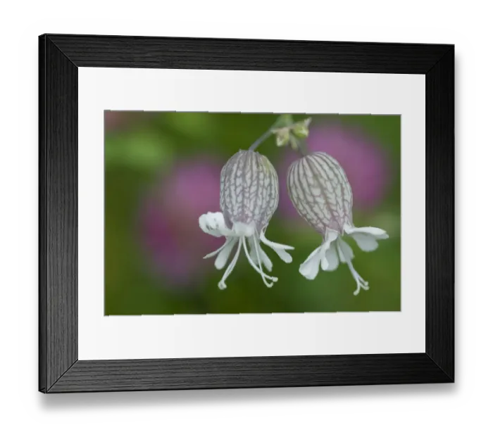 Framed Print : Bladder campion (Silene vulgaris glareosa) flowers, Liechtenstein, July 2009 Framed Print : Bladder campion (Silene vulgaris glareosa) flowers, Liechtenstein, July 2009