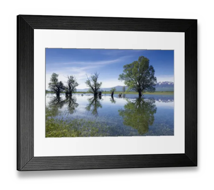 Framed Print : Trees, mainly White willow (Salix alba) in flooded karst plateau, Livanjsko Polje Framed Print : Trees, mainly White willow (Salix alba) in flooded karst plateau, Livanjsko Polje