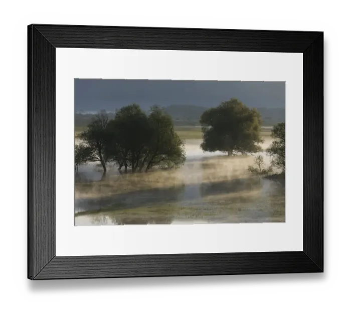 Framed Print : Trees, mainly White willow (Salix alba) in flooded karst plateau, Livanjsko Polje Framed Print : Trees, mainly White willow (Salix alba) in flooded karst plateau, Livanjsko Polje