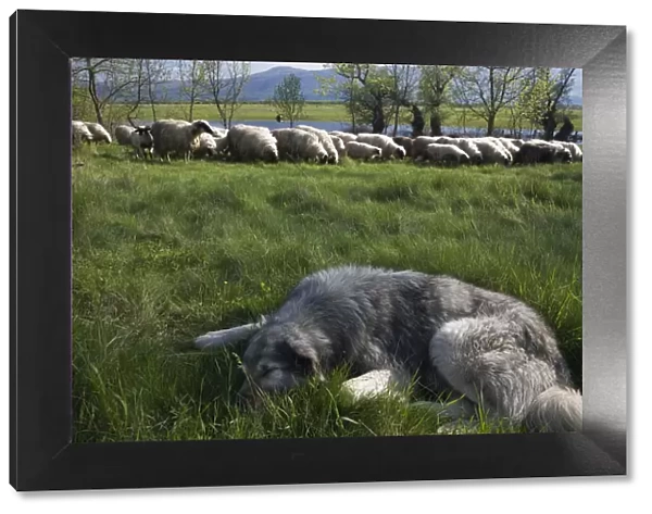 Tornjak mountain sheep dog resting near herd of sheep in a partially flooded area