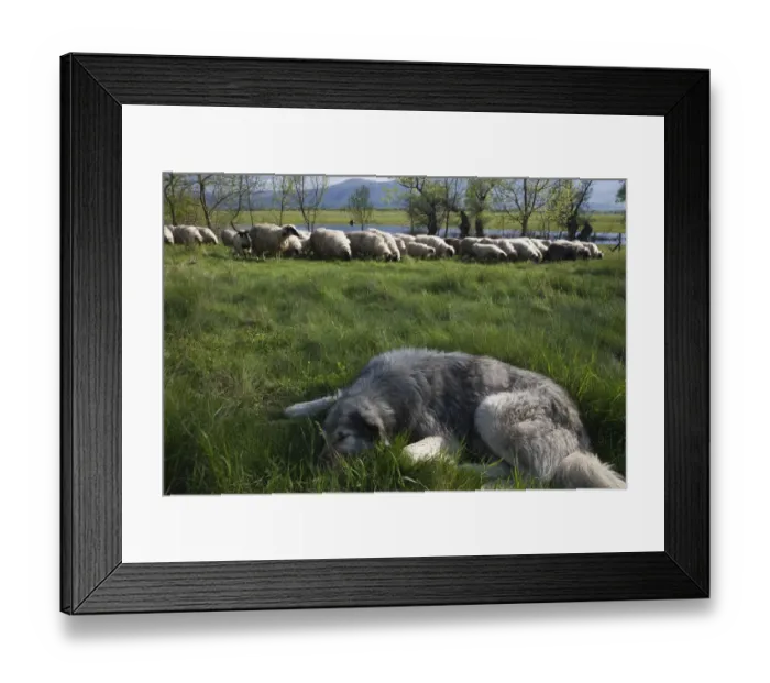 Framed Print : Tornjak mountain sheep dog resting near herd of sheep in a partially flooded area Framed Print : Tornjak mountain sheep dog resting near herd of sheep in a partially flooded area