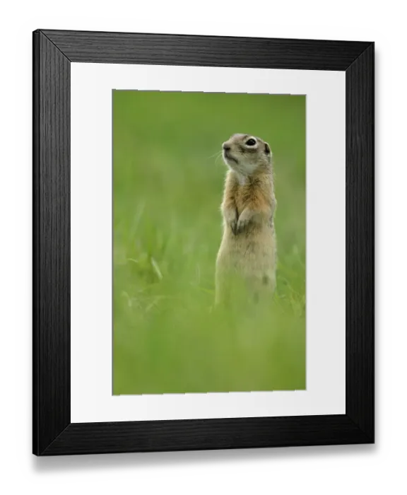 Framed Print : Spotted souslik (Spermophilus suslicus) standing alert on hind legs, Werbkowice, Zamosc Framed Print : Spotted souslik (Spermophilus suslicus) standing alert on hind legs, Werbkowice, Zamosc