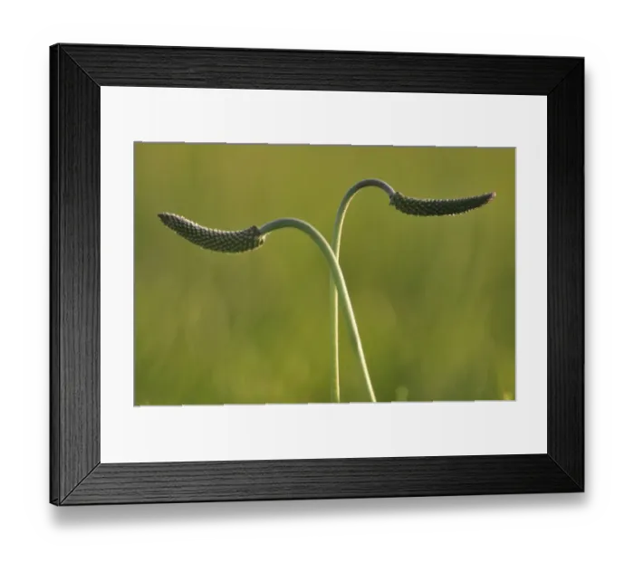 Framed Print : Two Plantain (Plantago sp) seed heads, Poland, May 2009 Framed Print : Two Plantain (Plantago sp) seed heads, Poland, May 2009