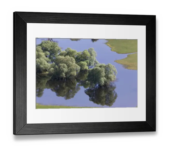Framed Print : Flooded trees, mainly White willow (Salix alba) Livanjsko Polje (karst plateau) Bosnia Framed Print : Flooded trees, mainly White willow (Salix alba) Livanjsko Polje (karst plateau) Bosnia