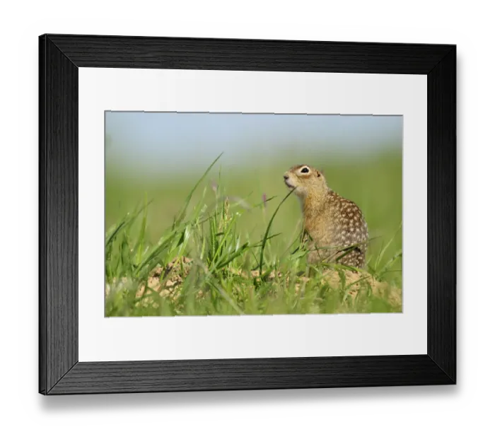 Framed Print : Spotted souslik (Spermophilus suslicus) by hole, Werbkowice, Zamosc, Poland, May 2009 Framed Print : Spotted souslik (Spermophilus suslicus) by hole, Werbkowice, Zamosc, Poland, May 2009