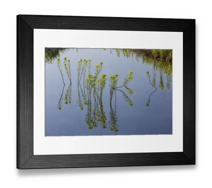 Framed Print : Marsh spurge (Euphorbia palustris) flowering in water, Northern part of Livanjsko Polje Framed Print : Marsh spurge (Euphorbia palustris) flowering in water, Northern part of Livanjsko Polje