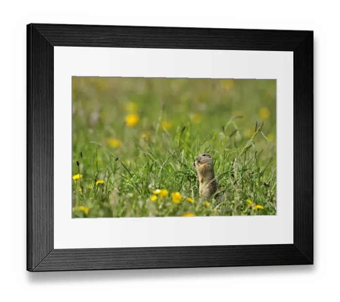 Framed Print : Spotted souslik (Spermophilus suslicus) feeding, Werbkowice, Zamosc, Poland, May 2009 Framed Print : Spotted souslik (Spermophilus suslicus) feeding, Werbkowice, Zamosc, Poland, May 2009
