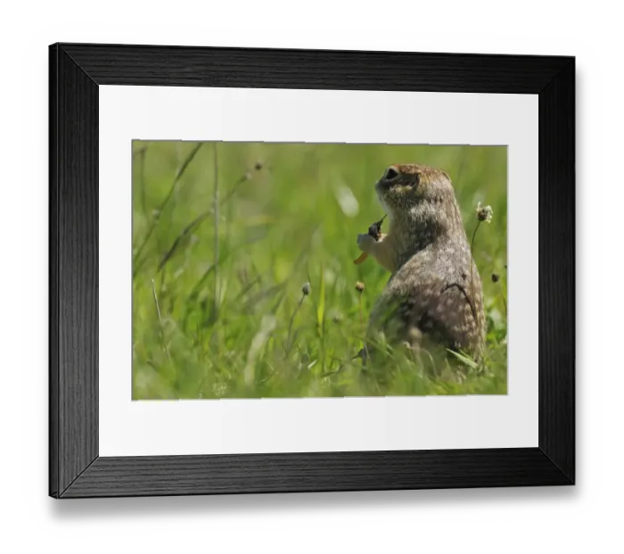 Framed Print : Spotted souslik (Spermophilus suslicus) feeding, Werbkowice, Zamosc, Poland, May 2009 Framed Print : Spotted souslik (Spermophilus suslicus) feeding, Werbkowice, Zamosc, Poland, May 2009