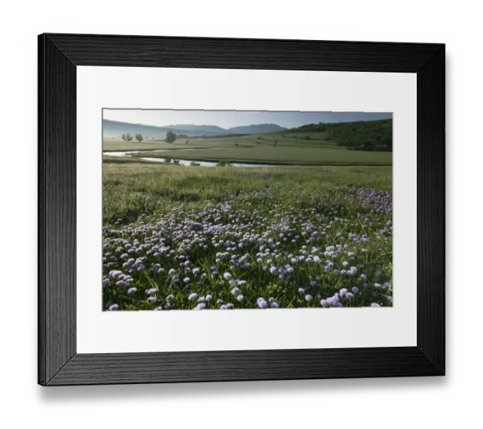 Framed Print : Globe daisy (Globularia meridionalis) flowers by the Sturba River, Southern Livanjsko Polje Framed Print : Globe daisy (Globularia meridionalis) flowers by the Sturba River, Southern Livanjsko Polje