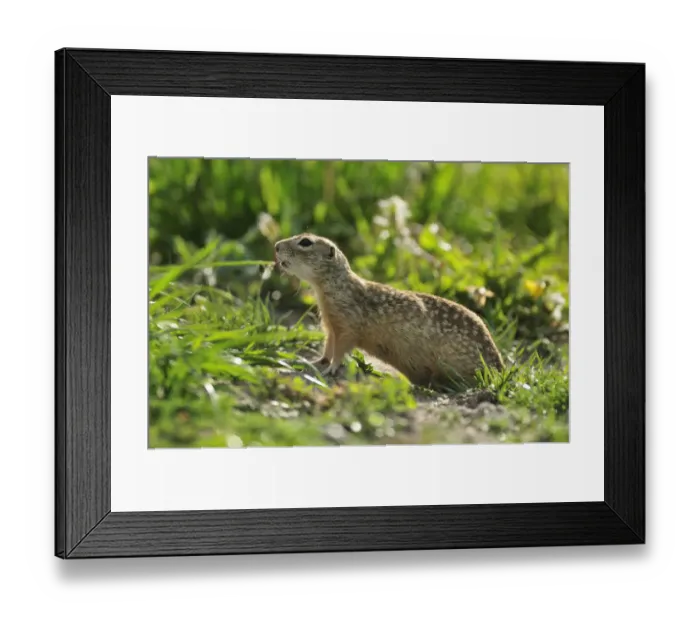 Framed Print : Spotted souslik (Spermophilus suslicus) profile, Werbkowice, Zamosc, Poland, May 2009 Framed Print : Spotted souslik (Spermophilus suslicus) profile, Werbkowice, Zamosc, Poland, May 2009