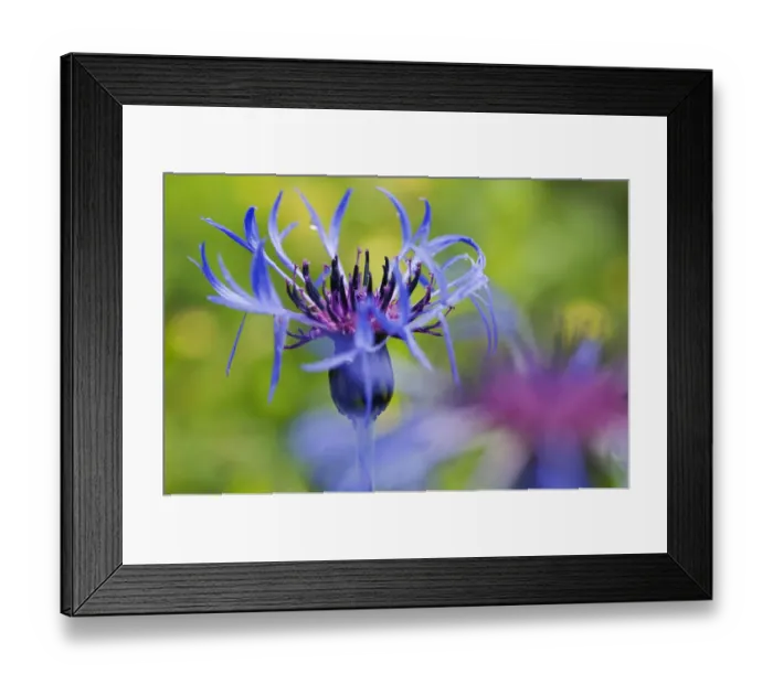Framed Print : Mountain cornflower (Centaurea montana) flower, Liechtenstein, June 2009 Framed Print : Mountain cornflower (Centaurea montana) flower, Liechtenstein, June 2009