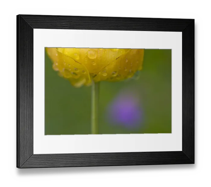 Framed Print : Globeflower (Trollius europaeus) in flower with water droplets on petals, Liechtenstein Framed Print : Globeflower (Trollius europaeus) in flower with water droplets on petals, Liechtenstein