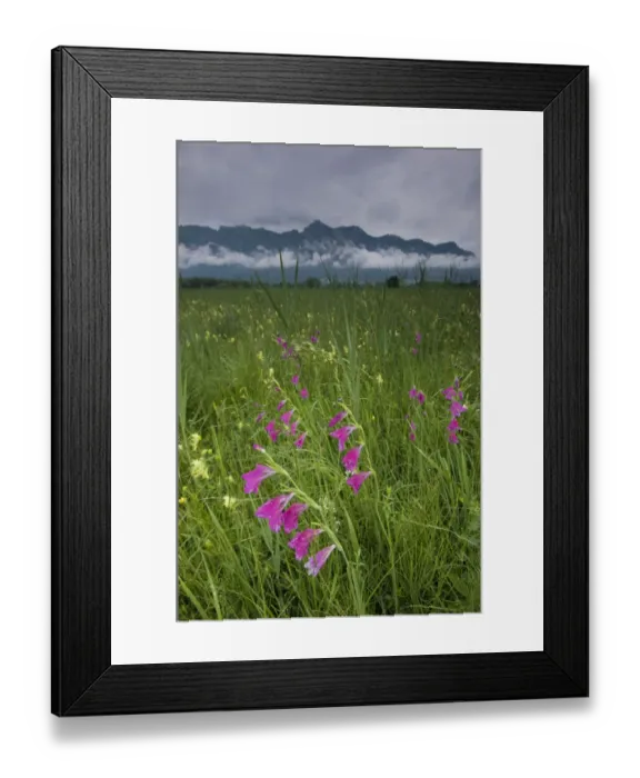 Framed Print : Gladiolus (Gladiolus sp) plants flowering in meadow, Liechtenstein, June 2009 Framed Print : Gladiolus (Gladiolus sp) plants flowering in meadow, Liechtenstein, June 2009