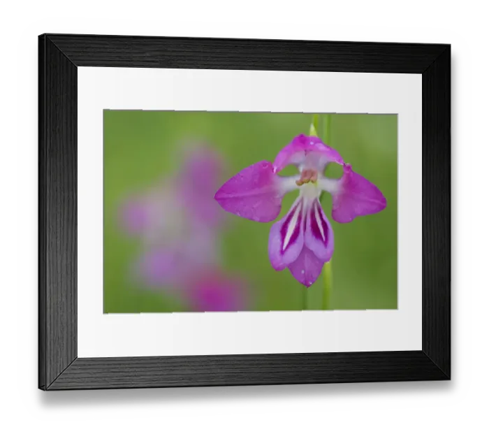 Framed Print : Gladiolus (Gladiolus palustris) flower, Liechtenstein, June 2009 Framed Print : Gladiolus (Gladiolus palustris) flower, Liechtenstein, June 2009