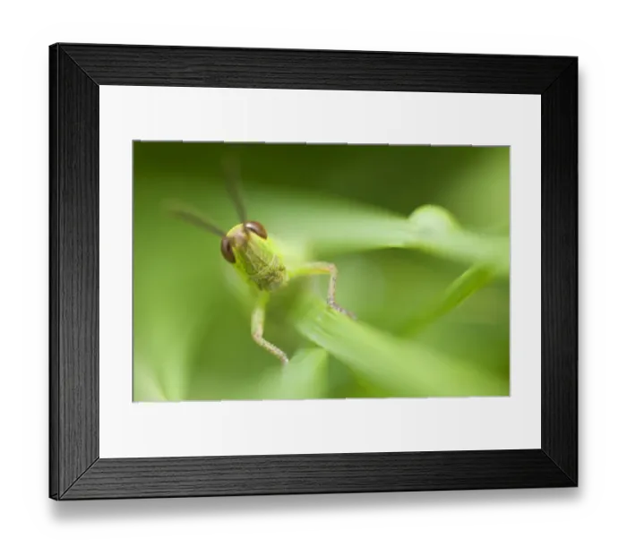 Framed Print : Meadow grasshopper (Chorthippus parallelus) on plant, Liechtenstein, June 2009 Framed Print : Meadow grasshopper (Chorthippus parallelus) on plant, Liechtenstein, June 2009
