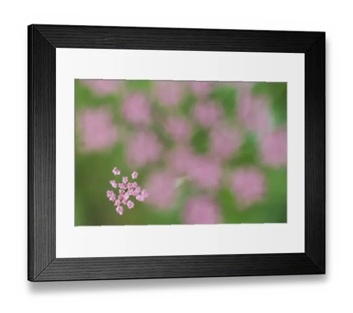 Framed Print : Alpine lovage (Ligusticum mutellina) flower head with one cluster in focus, Liechtenstein Framed Print : Alpine lovage (Ligusticum mutellina) flower head with one cluster in focus, Liechtenstein